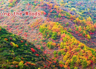 Overdyeing the Woods